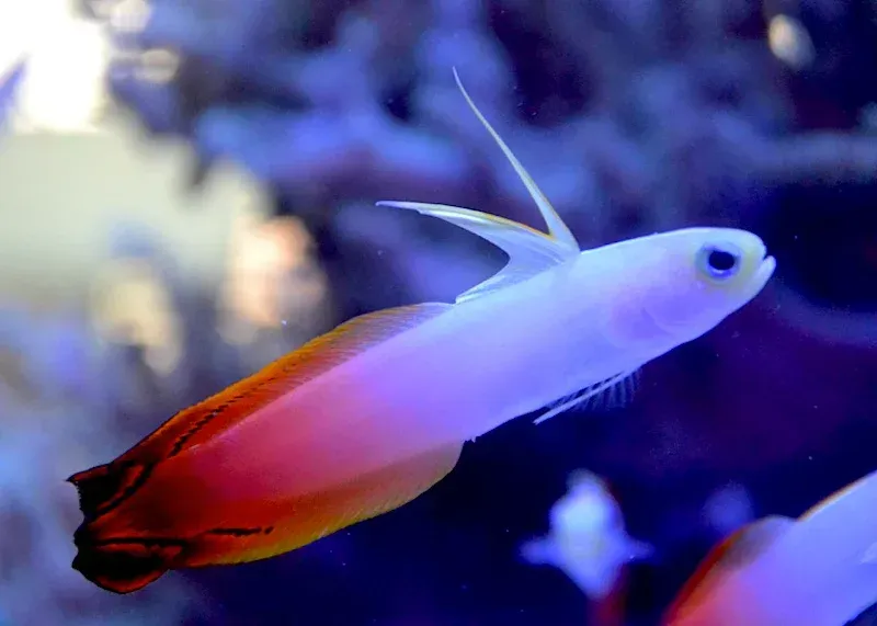 Imagem do Goby Firefish